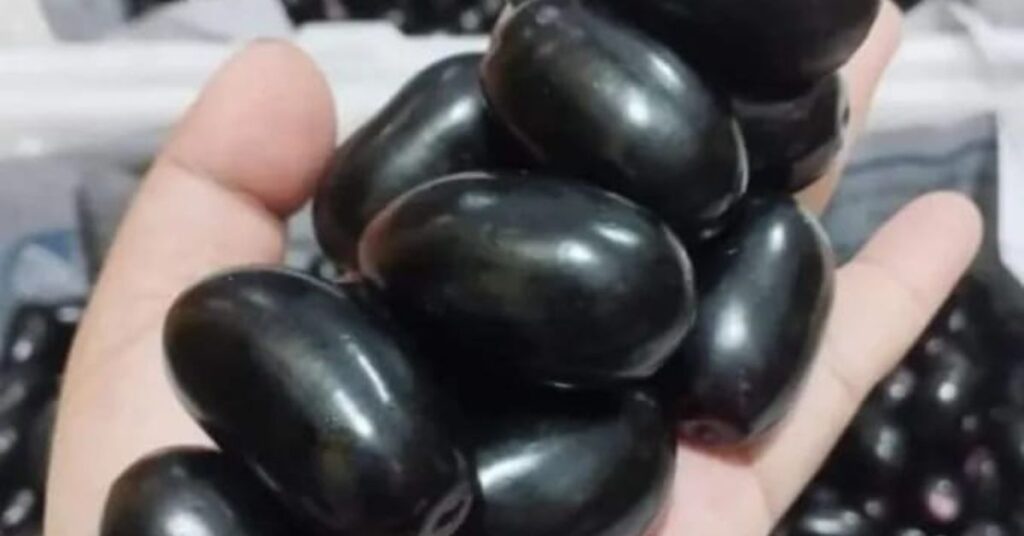 Buah Caloppeng atau jamblang dengan warna ungu kehitaman