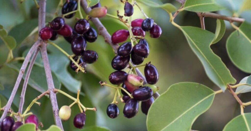 Pohon buah Caloppeng yang dahulu banyak ditemukan di Soppeng